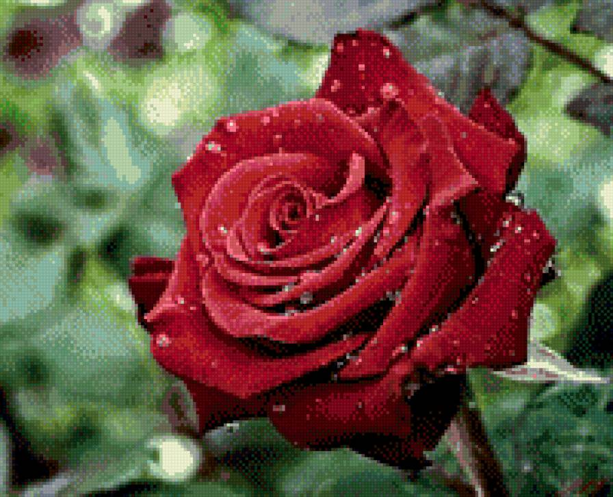 Роза в росе - роза, трава, роса, цветы - предпросмотр