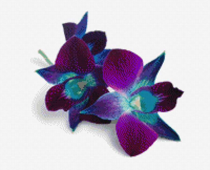 Орхидеи - орхидеи - предпросмотр