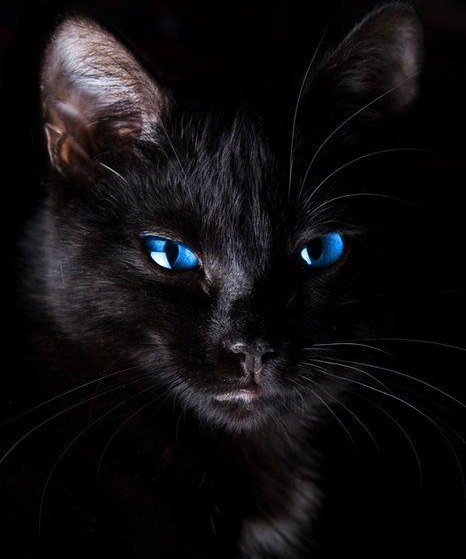 Черный кот - кот, глаза, синие глаза, коты, черный., черный кот - оригинал