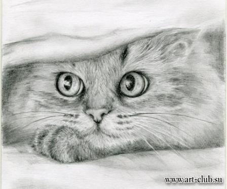 котик 4 - животные, кот, графика - оригинал