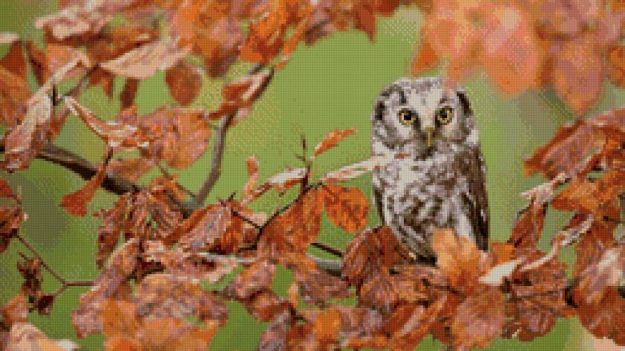 сова - сова, природа, лес, птицы - предпросмотр