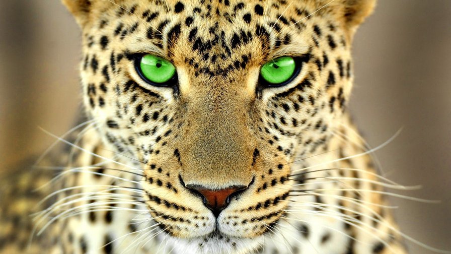 он всё видит - природа, звери, хищник, леопард - оригинал