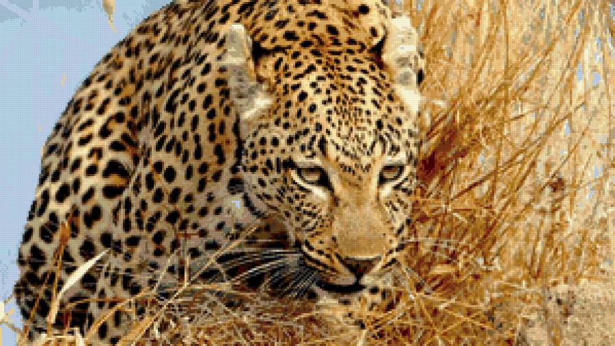 на охоту - хищник, леопард, звери, природа - предпросмотр