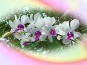 Орхидеи - орхидеи, весна, цветы - оригинал