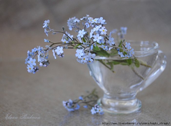 фиалки - оригинал