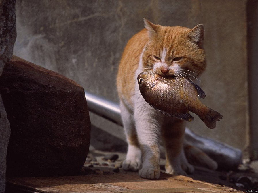 рыбак - кот, животные - оригинал