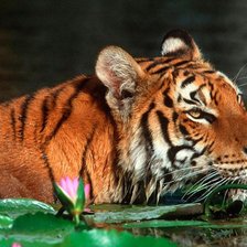 тигр и лотосы