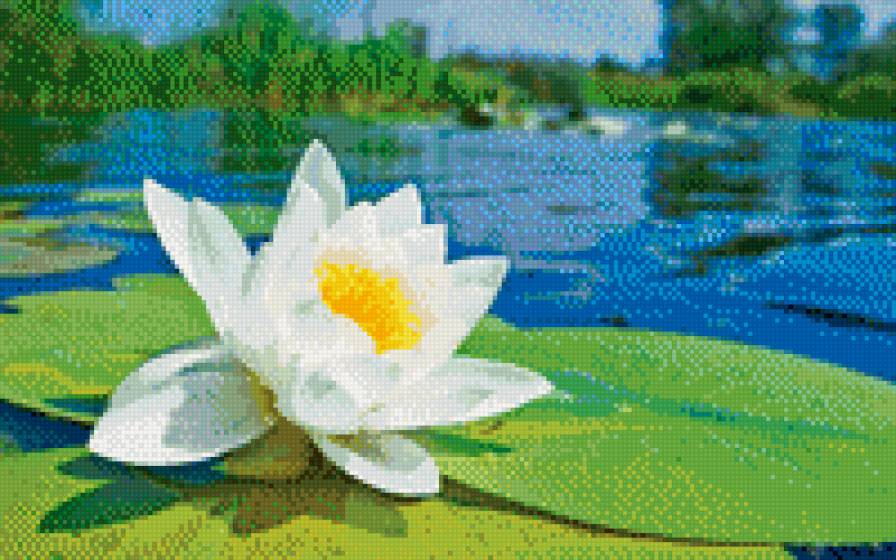 летний лотос - пейзаж, цветы, лотос - предпросмотр