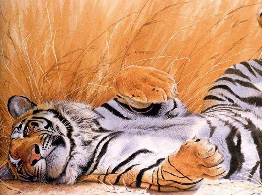 мурррррзик - хищник, тигр, природа - оригинал