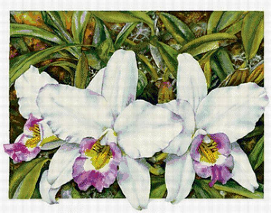 Цветы - предпросмотр