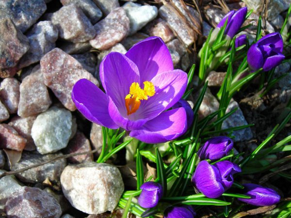 цветы - оригинал