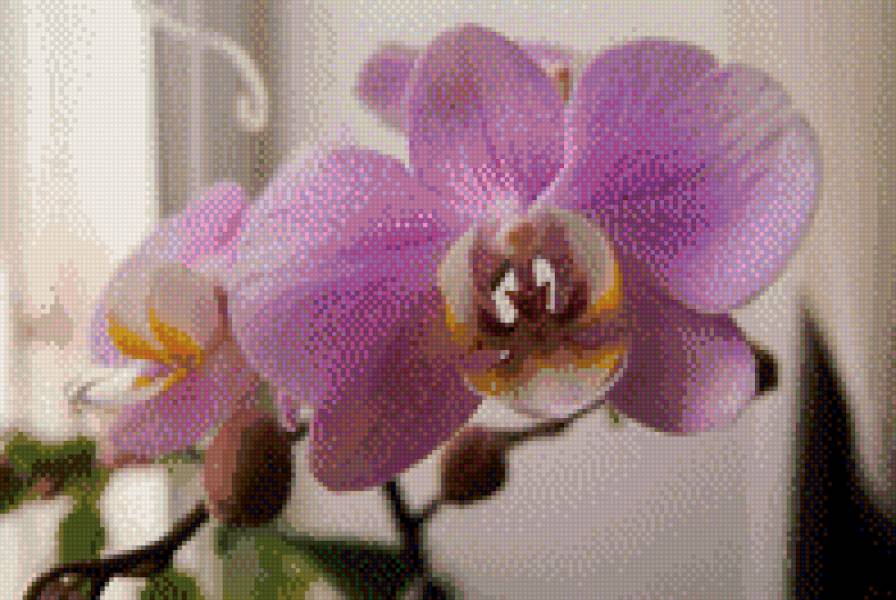 орхидея - предпросмотр