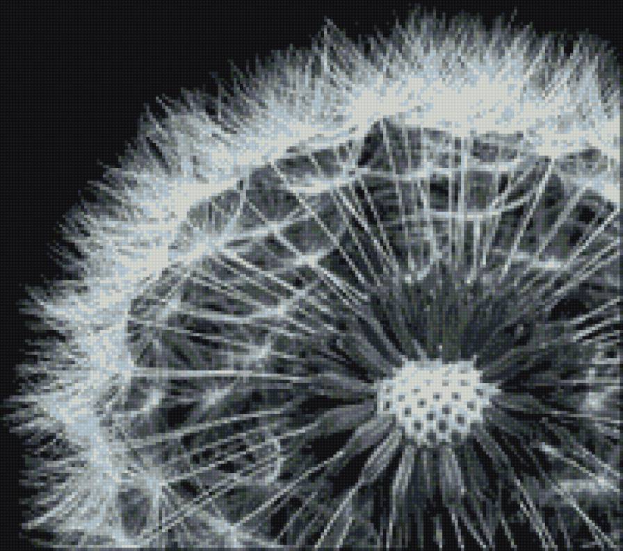 одуванчик - предпросмотр