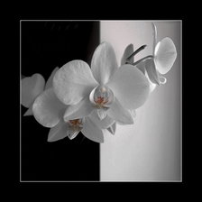 Оригинал схемы вышивки «орхидея» (№867241)