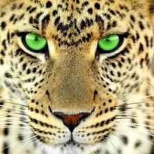 Схема вышивки «зеленоглазка»