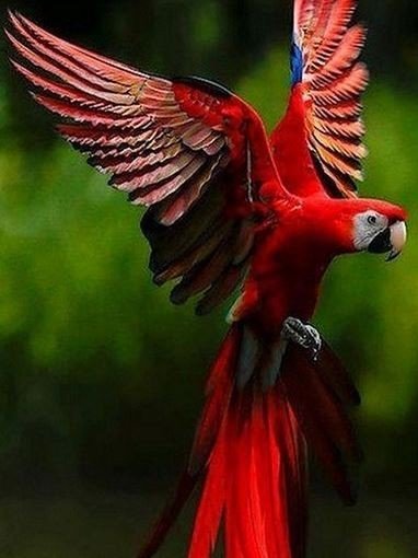 красный попугай - птица, попугай - оригинал
