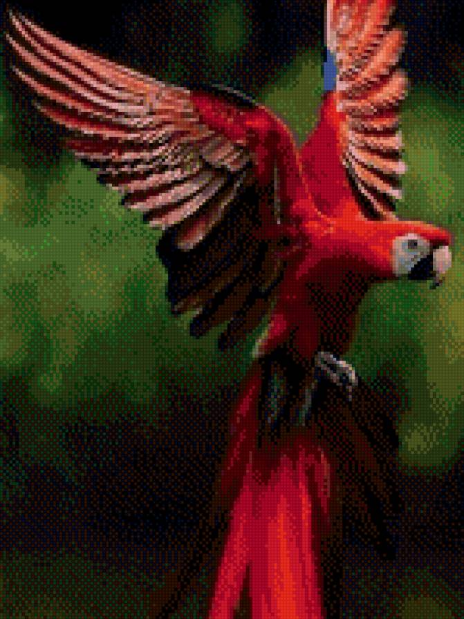 красный попугай - птица, попугай - предпросмотр