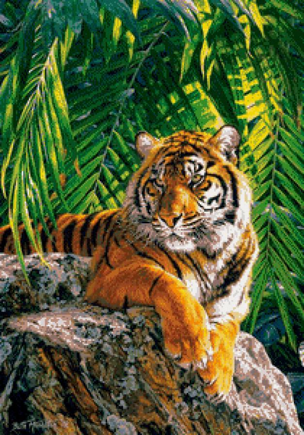 тигр  на  камнях - животные - предпросмотр