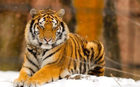 Тигр в снегу - тигр, снег, животные - оригинал