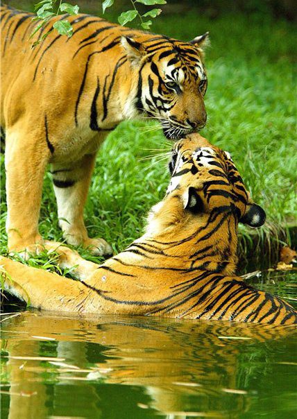 Тигры - поцелуй, нежность, тигры, кошки, животные - оригинал