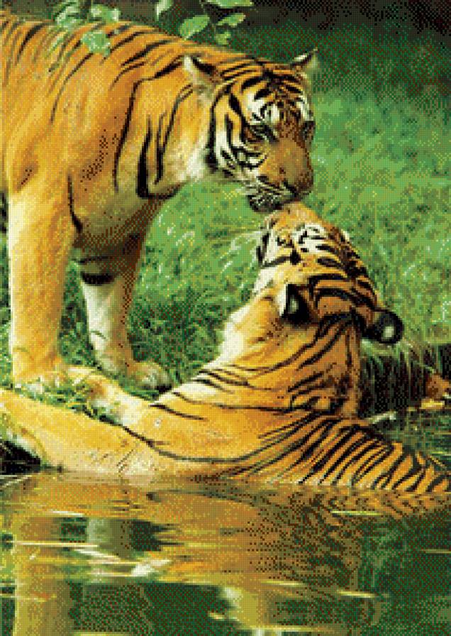 Тигры - нежность, животные, поцелуй, тигры, кошки - предпросмотр