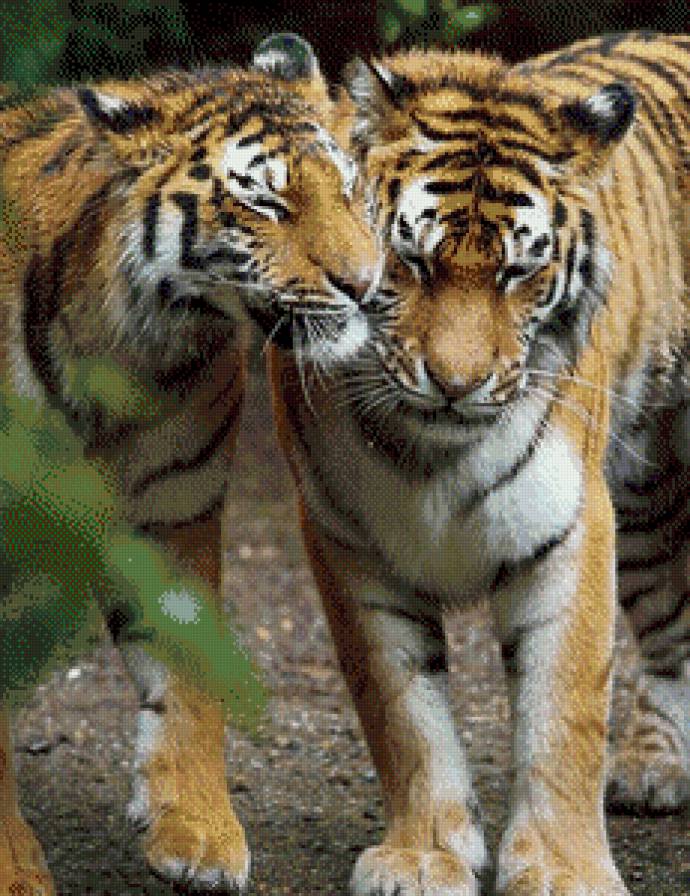 Тигры - тигры, нежность, животные, кошки, поцелуй - предпросмотр