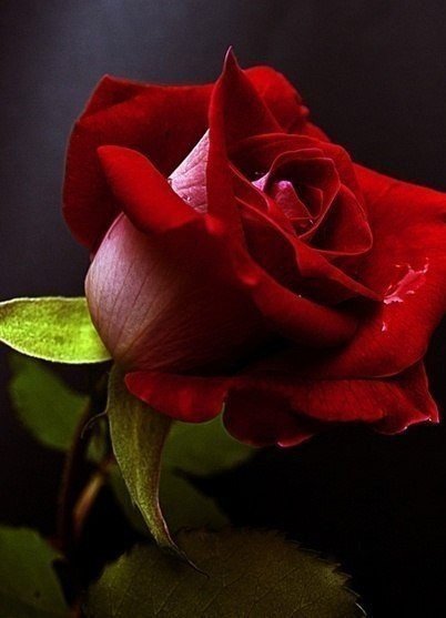 Роза - роза, цветок - оригинал