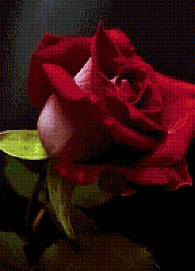 Роза - роза, цветок - предпросмотр