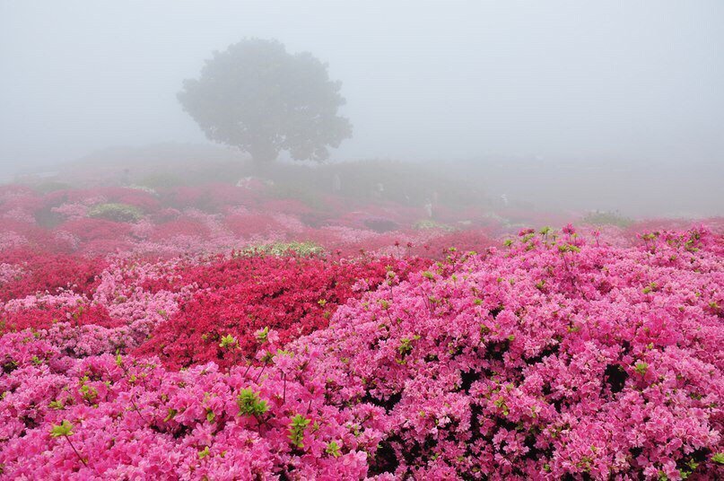 Розовое поле - розовый, пейзаж, природа, цветы - оригинал
