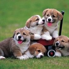 Схема вышивки «щенки»