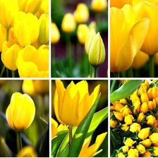 Схема вышивки «тюльпаны»