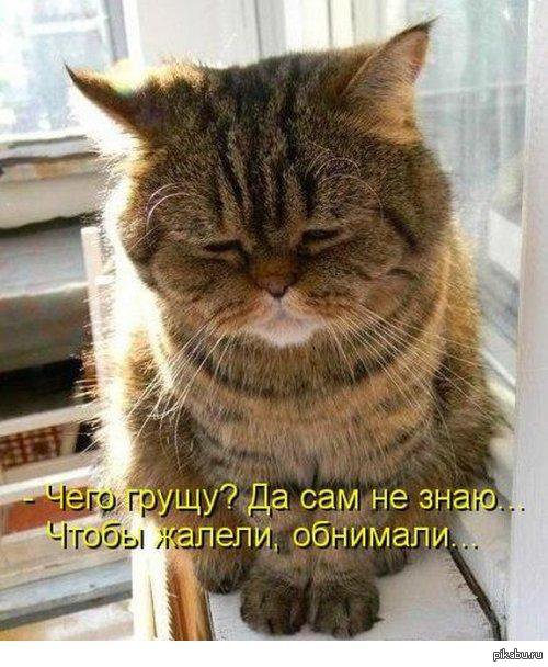 котик - животные кошка кот печаль - оригинал
