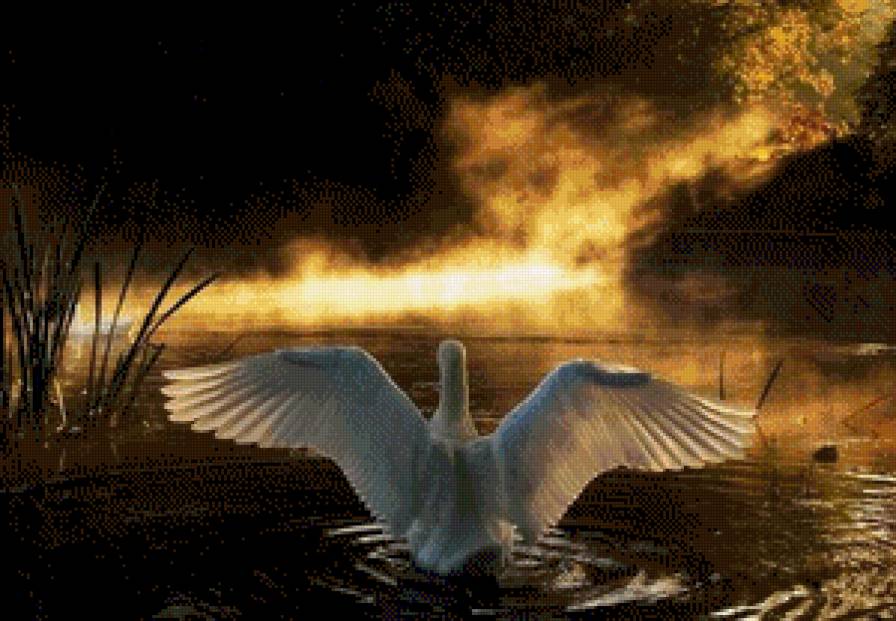 лебедь - лебедь, вечер, река, птица, закат - предпросмотр