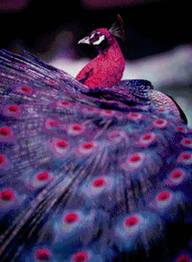 павлин - птица, павлин, перья - предпросмотр