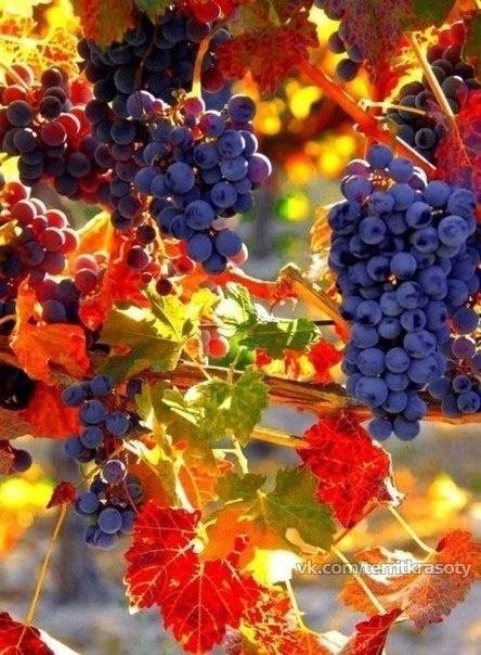 гілка винограду - оригинал