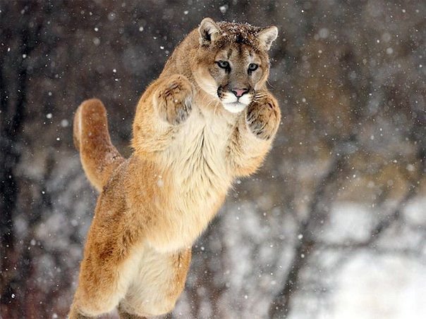 львица - лев кошка - оригинал