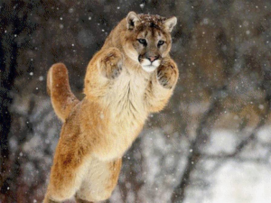 львица - лев кошка - предпросмотр