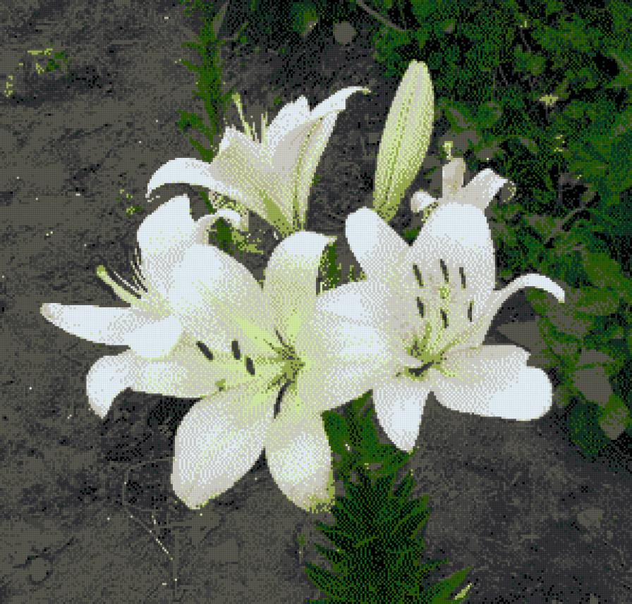 Лилии - предпросмотр