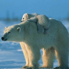 Схема вышивки «Белый медвежонок с мамой»