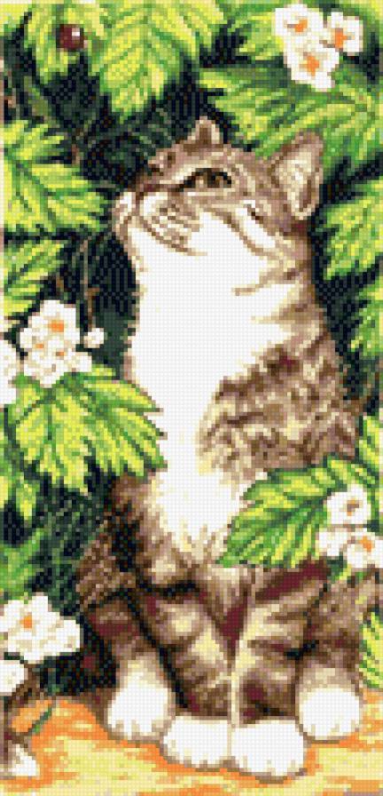 Наблюдатель - предпросмотр