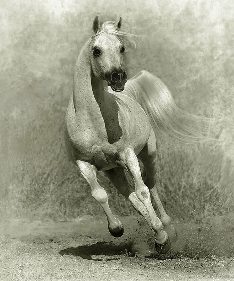 № 29 - кони - оригинал