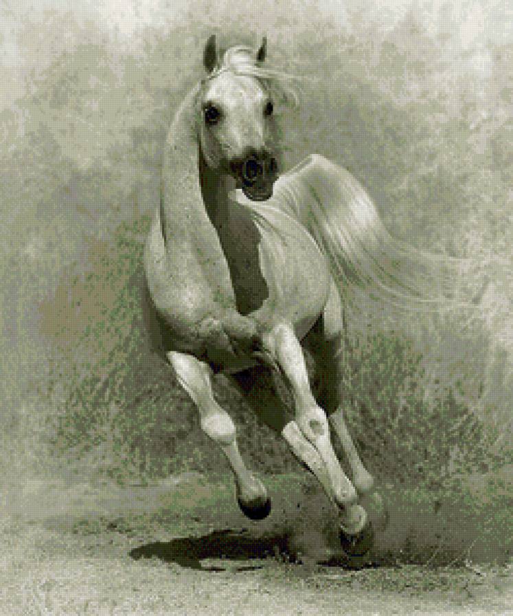 № 29 - кони - предпросмотр