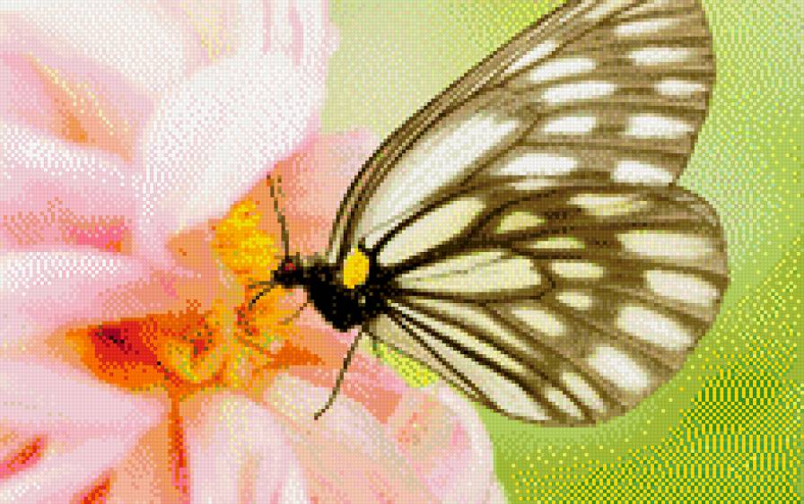 Butterfly - предпросмотр