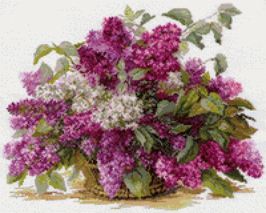 сирень - весна, сирень - предпросмотр