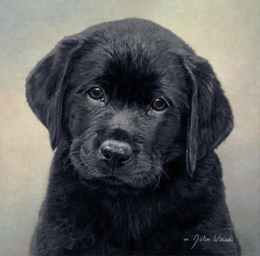 черный лабрадор - собака - оригинал