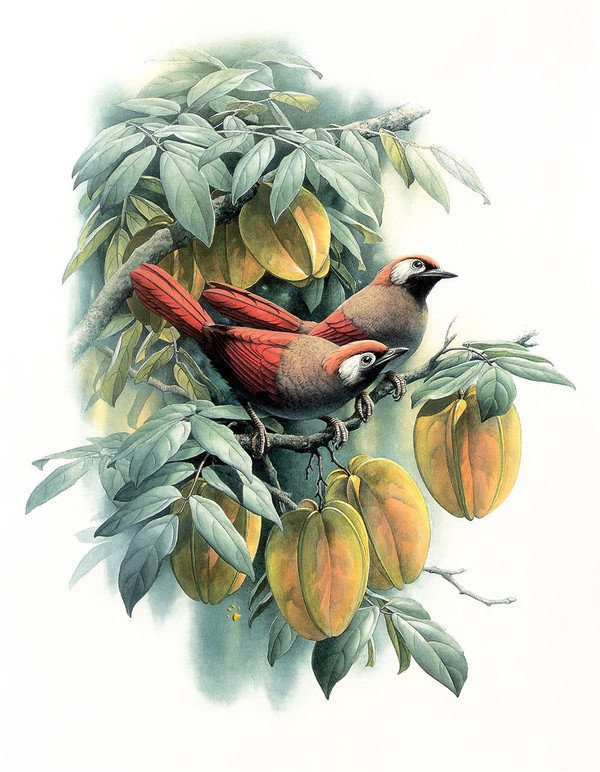 Птица на ветке - птицы, цветы - оригинал