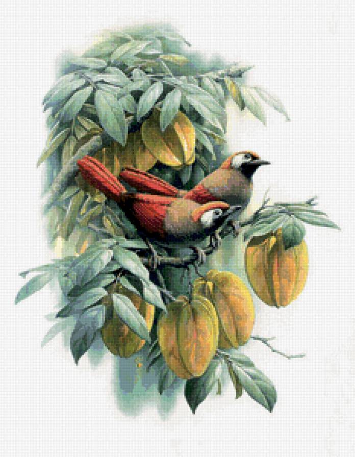 Птица на ветке - цветы, птицы - предпросмотр