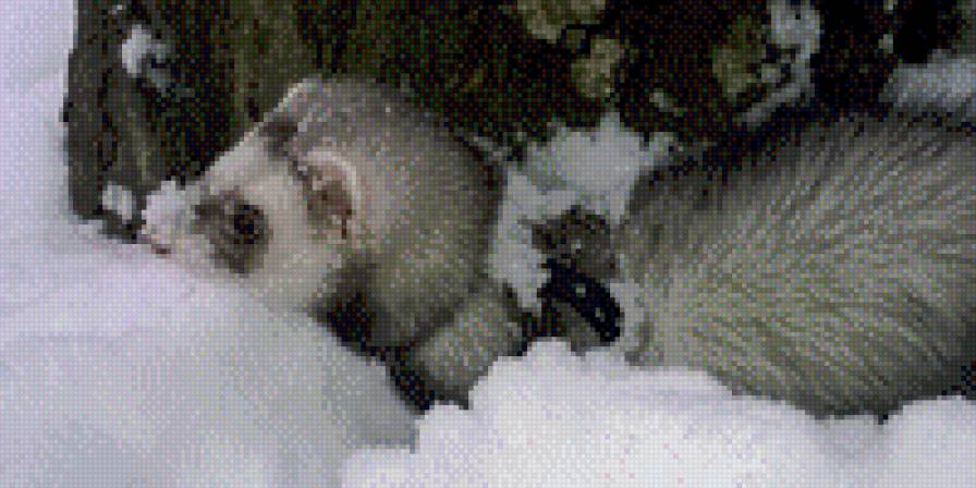 Соня - животное., хорек - предпросмотр