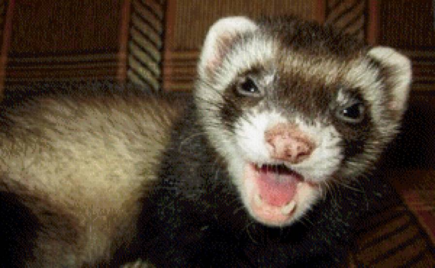 Соня - животное., хорек - предпросмотр