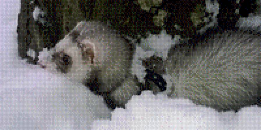 Соня - животное., хорек - предпросмотр